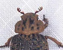 Omorgus inflatus - photo 2