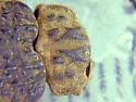 Omorgus inflatus - photo 3
