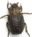 Omorgus inflatus - photo 4