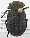 Omorgus inflatus - photo 5