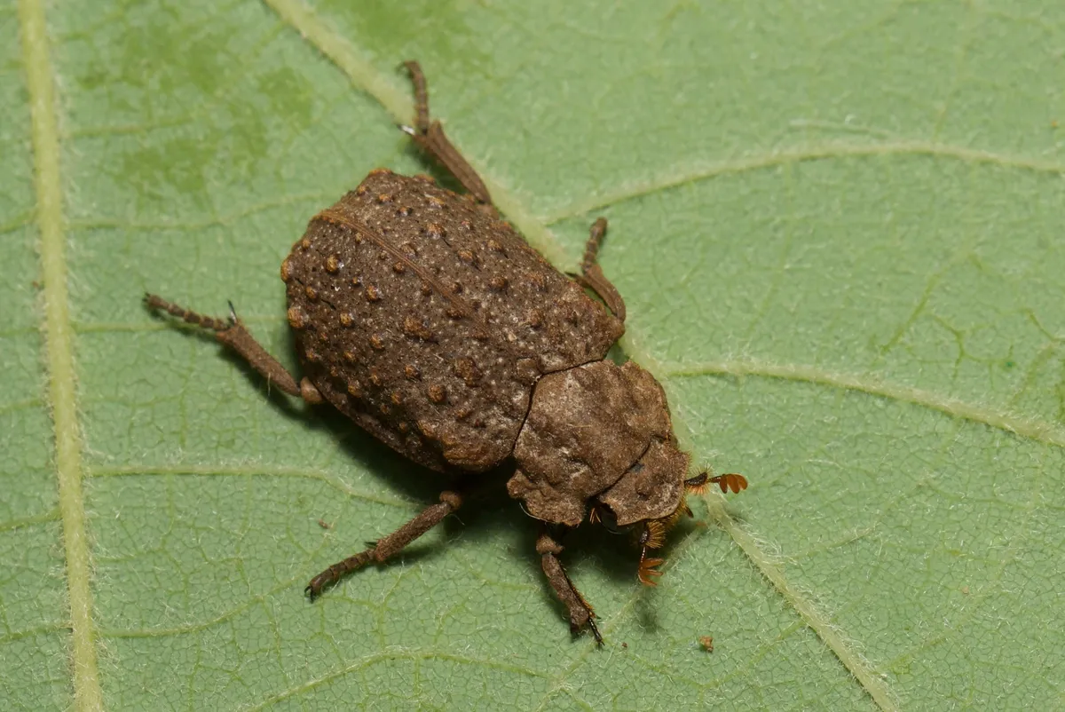 Omorgus monachus