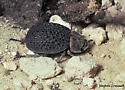 Omorgus nodosus - Omorgus nodosus