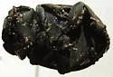 Omorgus nodosus - photo 4