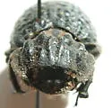 Omorgus nodosus - photo 5