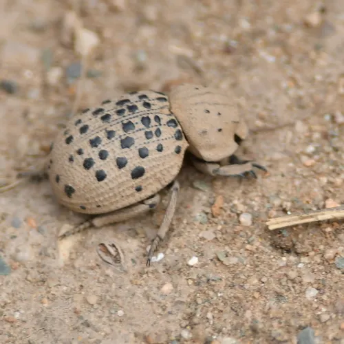 Omorgus pastillarius