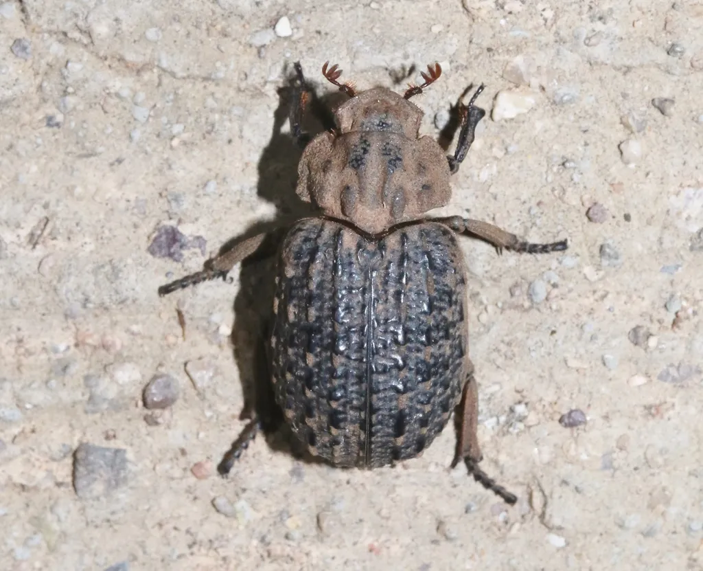 Omorgus punctatus - photo 2