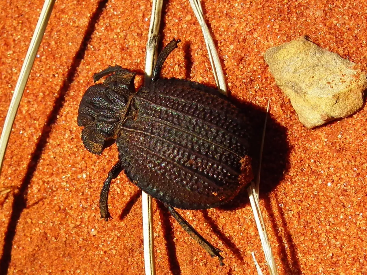 Omorgus rotundulus - photo 3