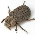 Omorgus rubricans - Omorgus rubricans