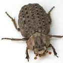 Omorgus rubricans - photo 2