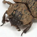 Omorgus scabrosus - photo 2
