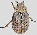 Omorgus scabrosus - photo 4