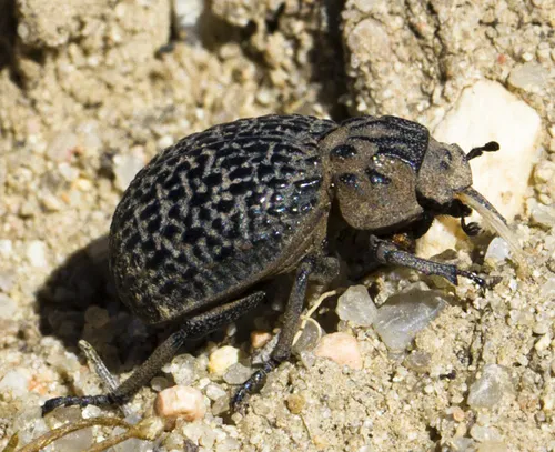Omorgus scutellaris - Omorgus scutellaris
