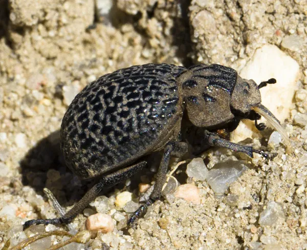 Omorgus scutellaris - photo 2