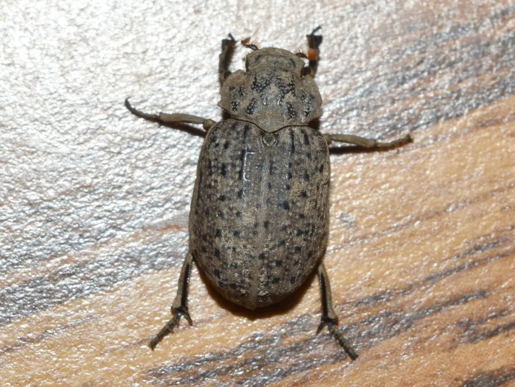 Omorgus suberosus - photo 2