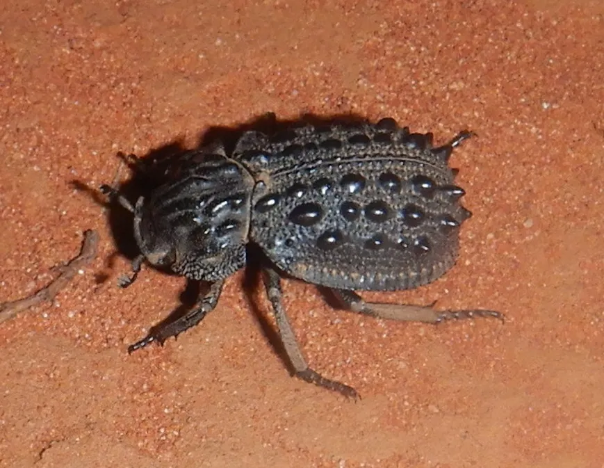 Omorgus tatei - photo 2