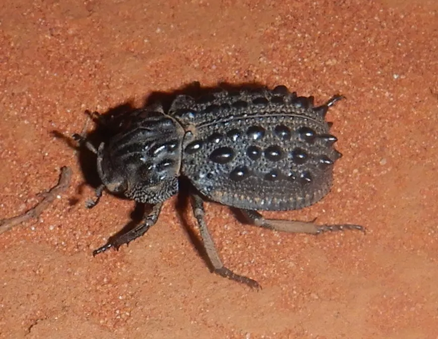 Omorgus tatei - photo 3