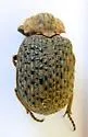 Omorgus tesselatus - photo 2