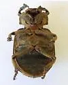 Omorgus tesselatus - photo 3