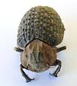 Omorgus tesselatus - photo 4