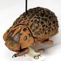 Omorgus texanus - photo 2