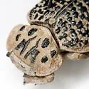 Omorgus texanus - photo 4