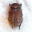 Omorgus tytus - photo 4