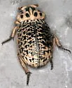 Omorgus umbonatus - Omorgus umbonatus