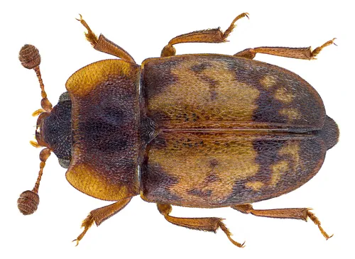 Omosita discoidea