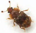 Omosita nearctica
