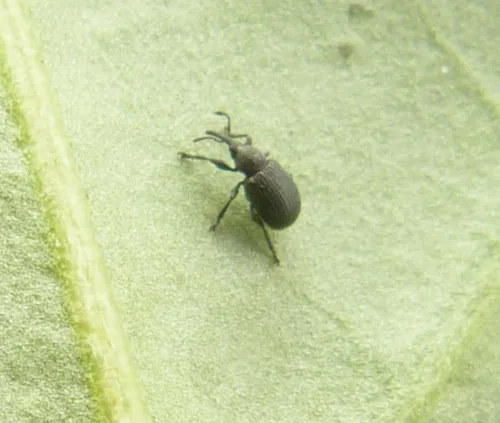 Omphalapion hookerorum - photo 2