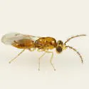 Omphale obscurinotata