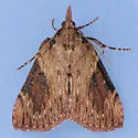 Omphalocera cariosa - Hodges#5625