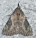 Omphalocera cariosa - Hodges#5625 - photo 2
