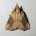 Omphalocera cariosa - Hodges#5625 - photo 3