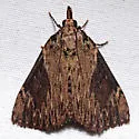 Omphalocera cariosa - Hodges#5625 - photo 4
