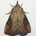 Omphalocera cariosa - Hodges#5625 - photo 5