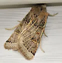 Lunar Underwing - Hodges#9956.1 - photo 2