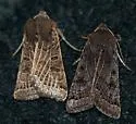 Lunar Underwing - Hodges#9956.1 - photo 3