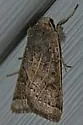 Lunar Underwing - Hodges#9956.1 - photo 4
