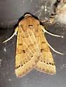 Lunar Underwing - Hodges#9956.1 - photo 5