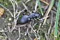 Audouin's Night-stalking Tiger Beetle - photo 2