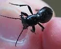 Audouin's Night-stalking Tiger Beetle - photo 3
