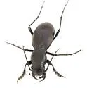 Audouin's Night-stalking Tiger Beetle - photo 4