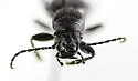 Audouin's Night-stalking Tiger Beetle - photo 5