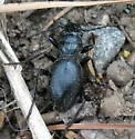 California Night-stalking Tiger Beetle