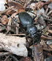 California Night-stalking Tiger Beetle - photo 2