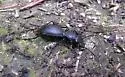 California Night-stalking Tiger Beetle - photo 3