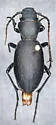 California Night-stalking Tiger Beetle - photo 4
