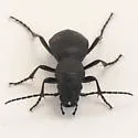 California Night-stalking Tiger Beetle - photo 5