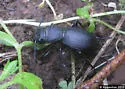 Cazier's Night-stalking Tiger Beetle - photo 2